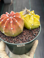 Sun-Stressed Domino Cactus | Seed Grown Live Cactus #756