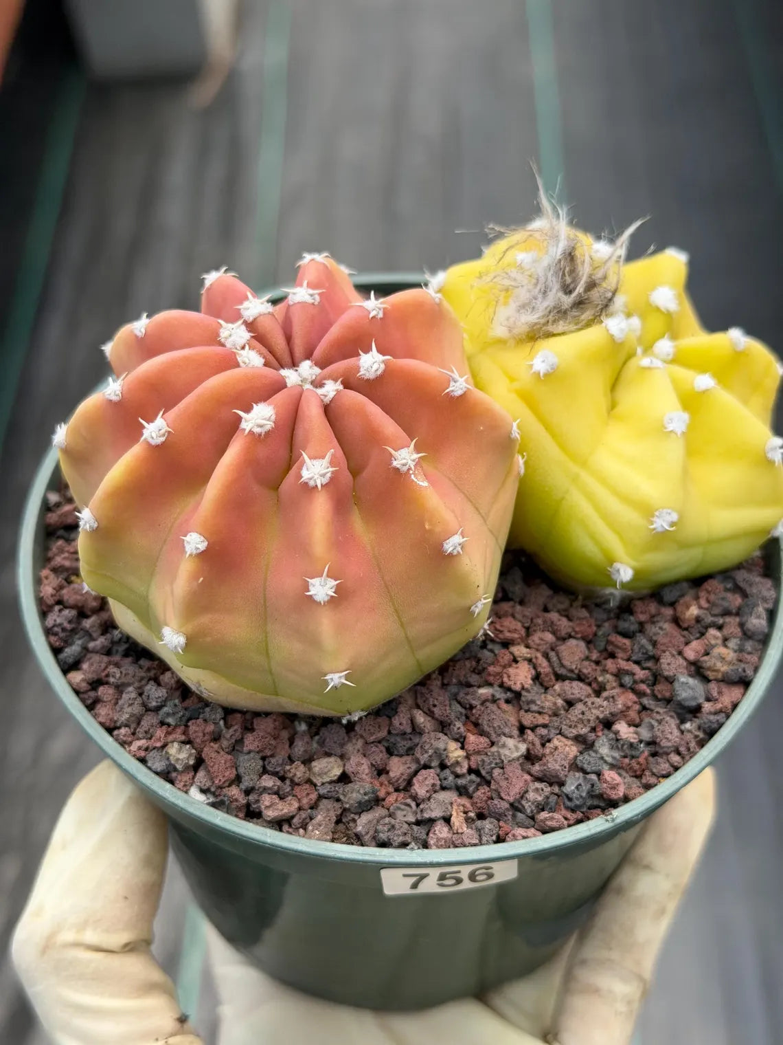 Sun-Stressed Domino Cactus | Seed Grown Live Cactus #756