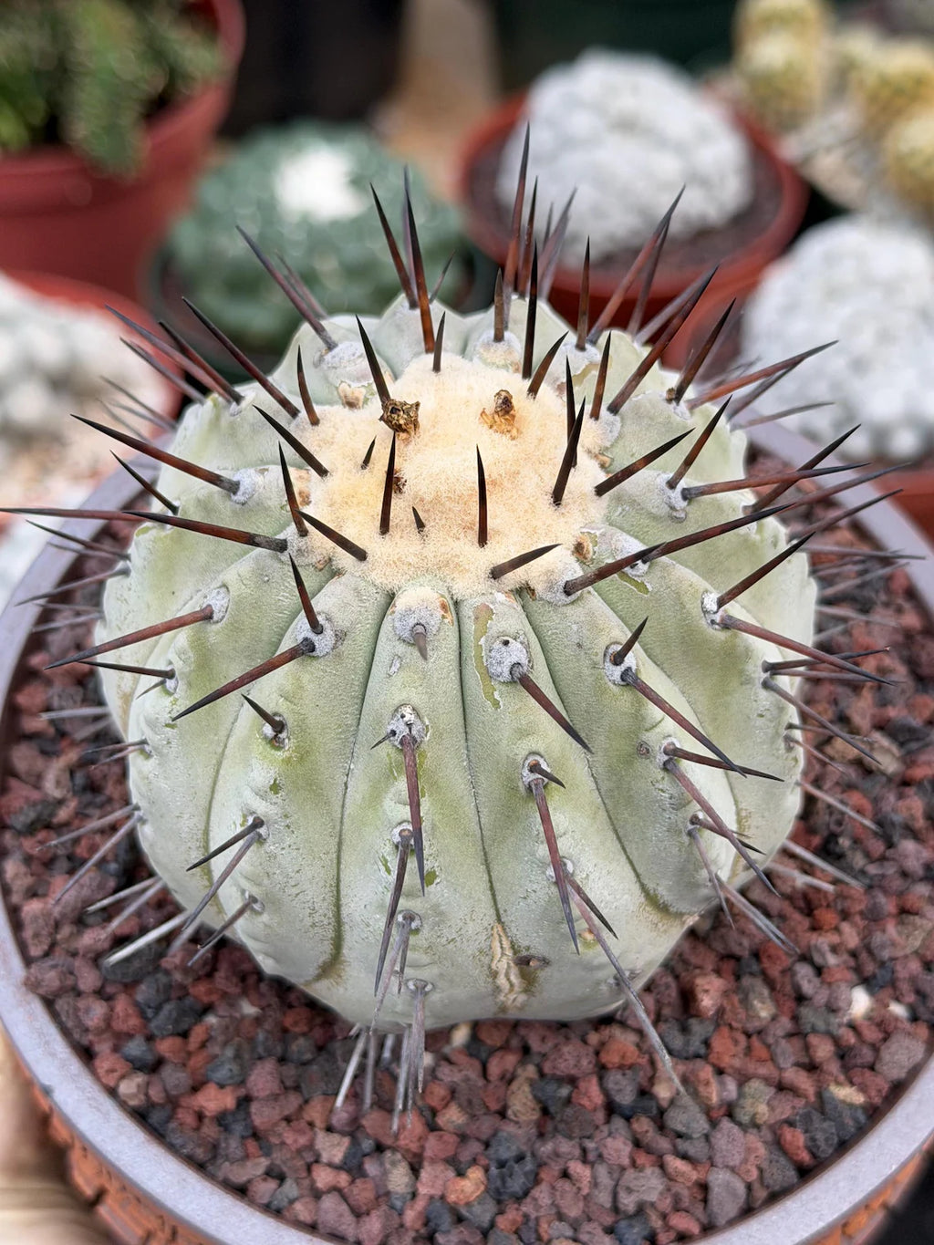 Copiapoa Cinerea – Mature Collector Specimen with Beautiful Cephalium
