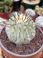 Copiapoa Cinerea – Mature Collector Specimen with Beautiful Cephalium