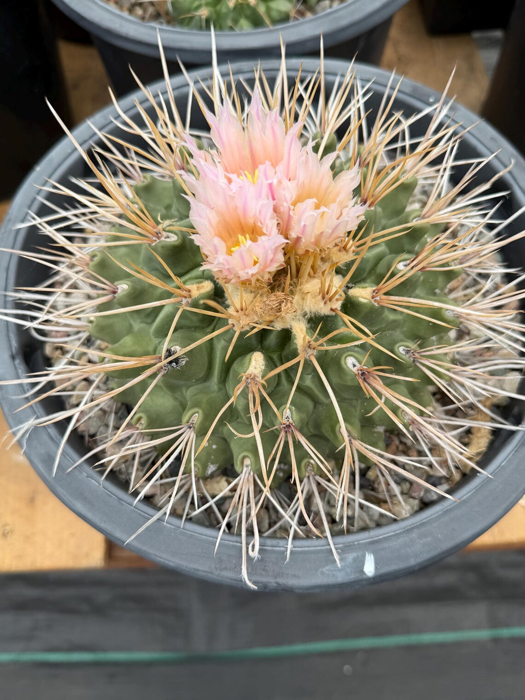 Thelocactus Rinconensis Live Cactus – Rare Seed-Grown Plant #795