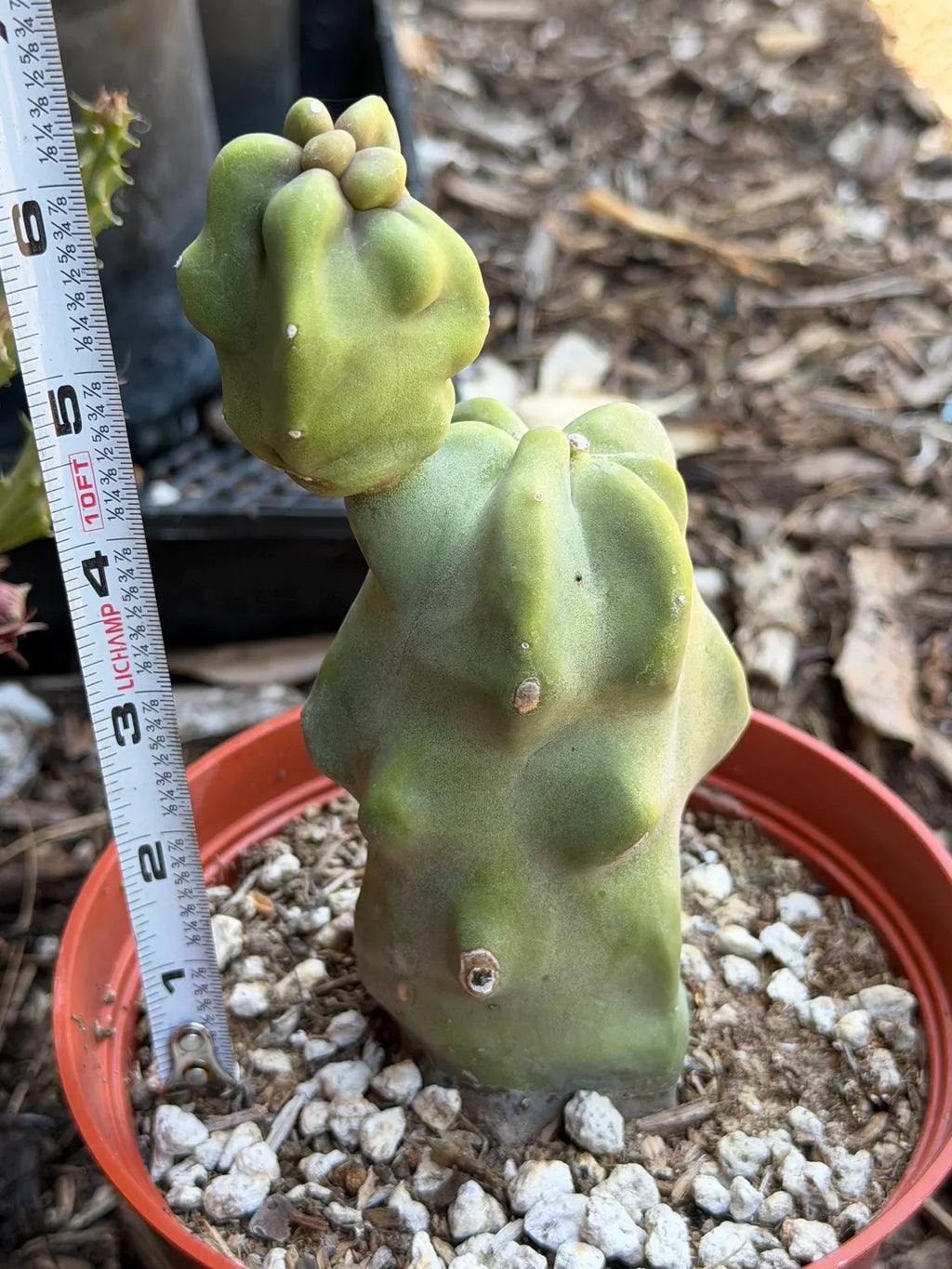 Totem Pole Cactus – Rare Live Cactus Plant | Exact Specimen