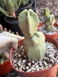 Totem Pole Cactus Live Specimen #746