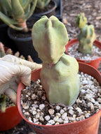 Totem Pole Cactus – Rare Live Cactus Plant | Exact Specimen