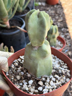 Totem Pole Cactus – Rare Live Cactus Plant | Exact Specimen