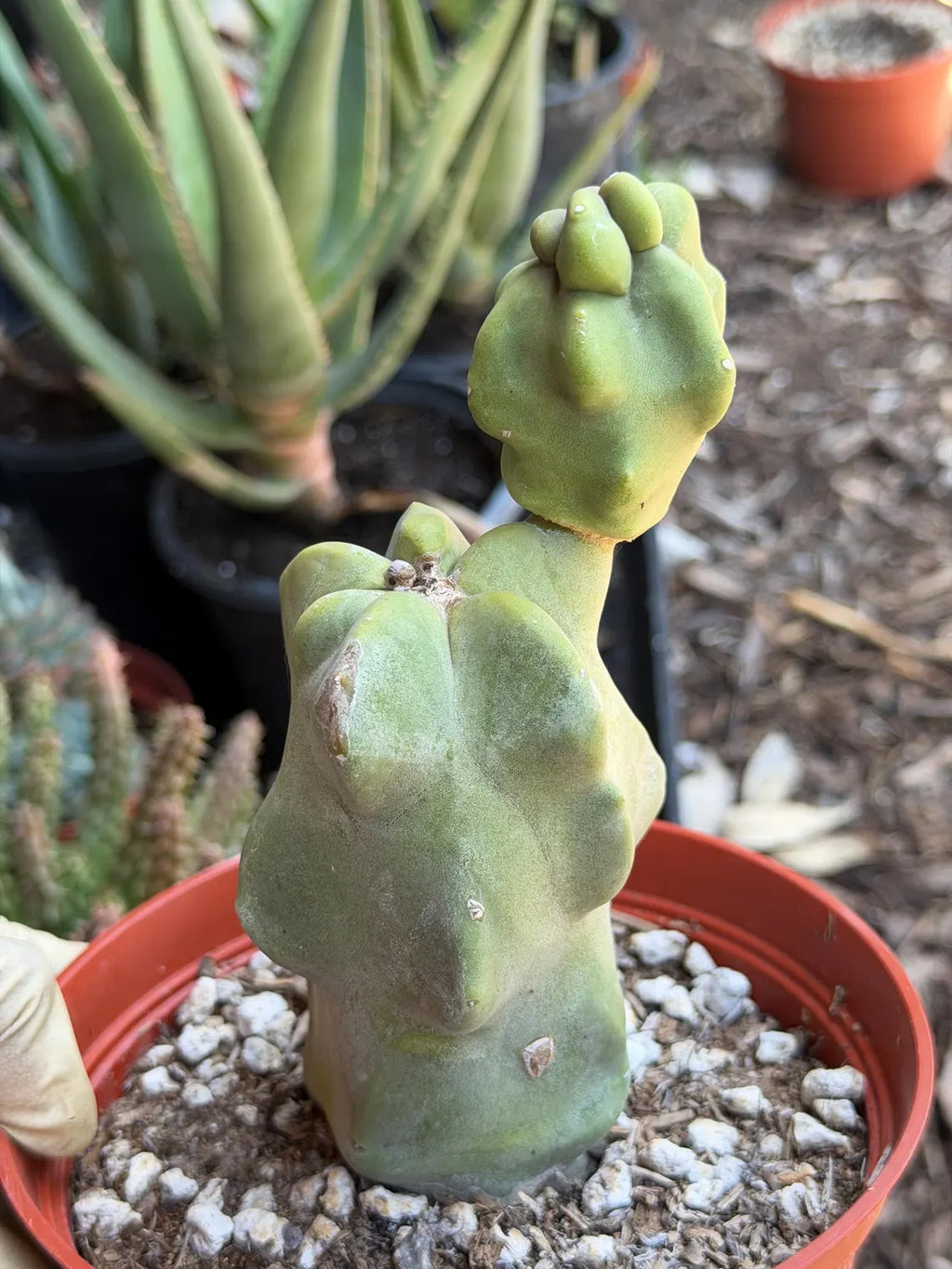 Totem Pole Cactus – Rare Live Cactus Plant | Exact Specimen