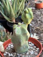 Totem Pole Cactus – Rare Live Cactus Plant | Exact Specimen