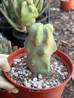Totem Pole Cactus – Rare Live Cactus Plant | Exact Specimen