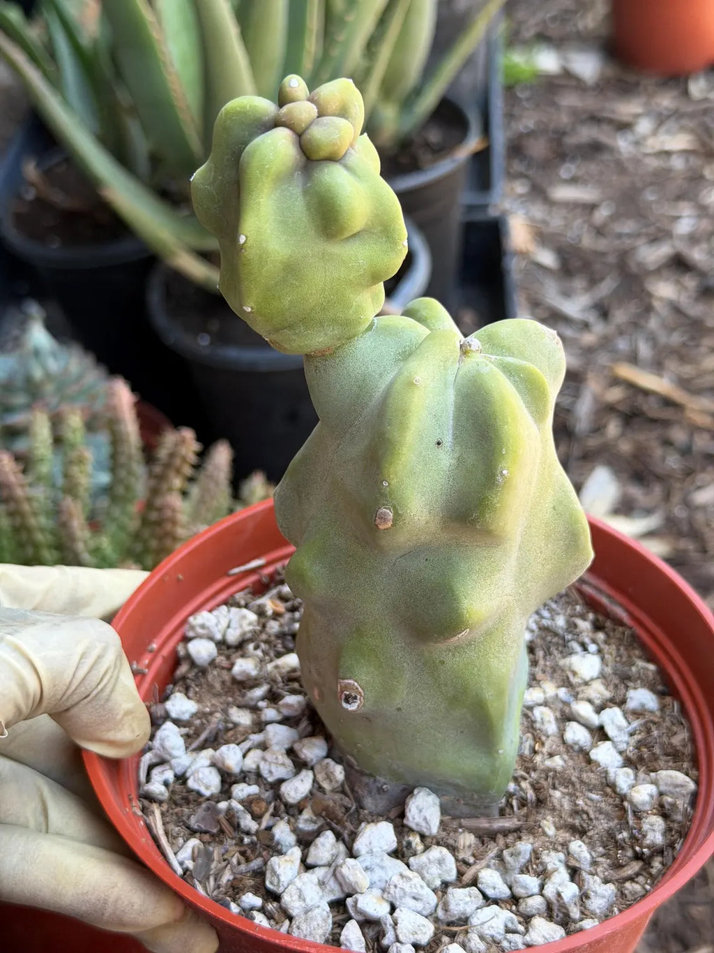 Totem Pole Cactus – Rare Live Cactus Plant | Exact Specimen