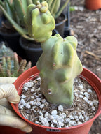 Totem Pole Cactus – Rare Live Cactus Plant | Exact Specimen