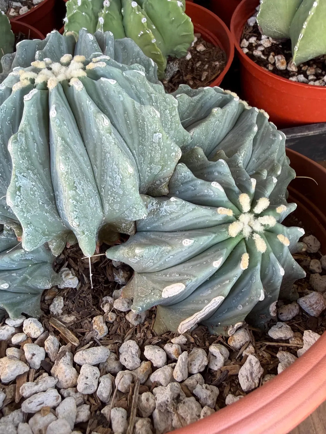 Ferocactus glaucescens inermis cluster – Rare live cactus specimen for collectors