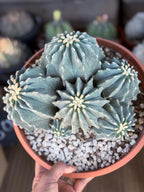 Ferocactus glaucescens inermis cluster – Rare live cactus specimen for collectors