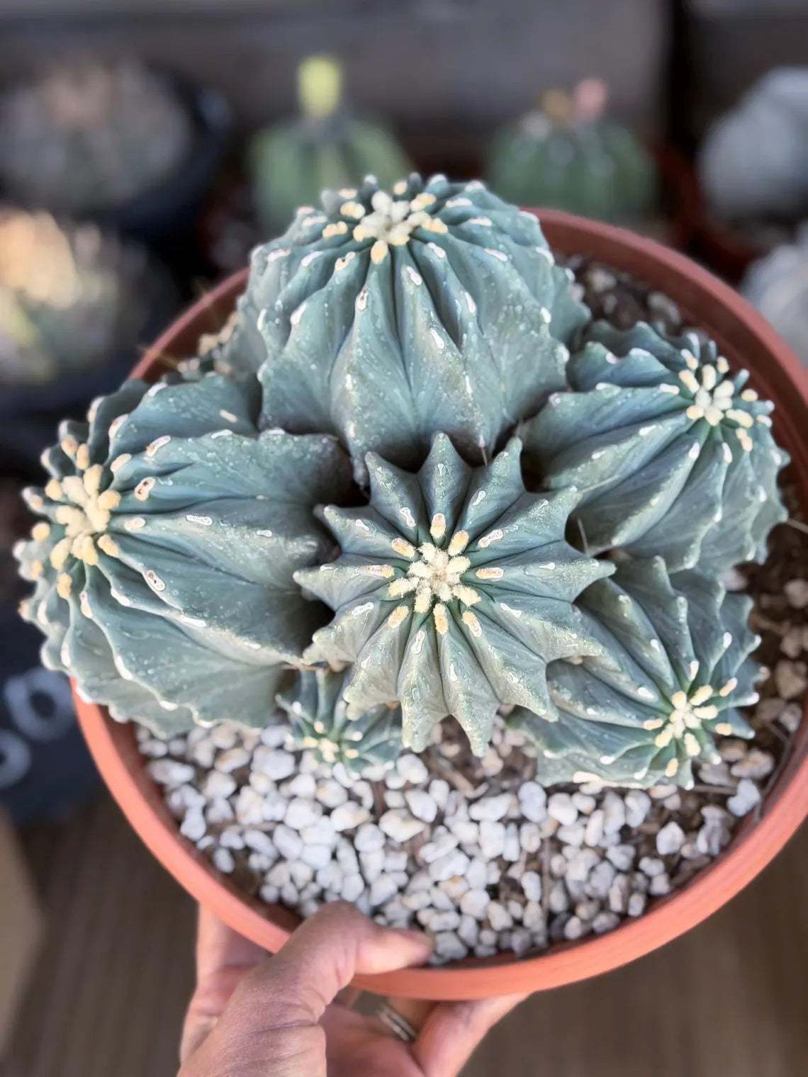 Ferocactus glaucescens inermis cluster – Rare live cactus specimen for collectors