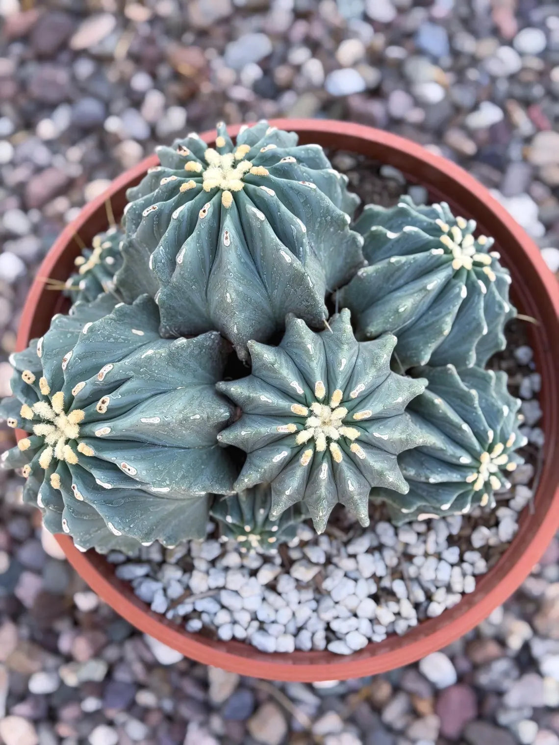 Ferocactus glaucescens inermis cluster – Rare live cactus specimen for collectors