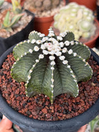 Gymnocalycium VOS1241 Rare Collector Cactus #813 – WYSIWYG