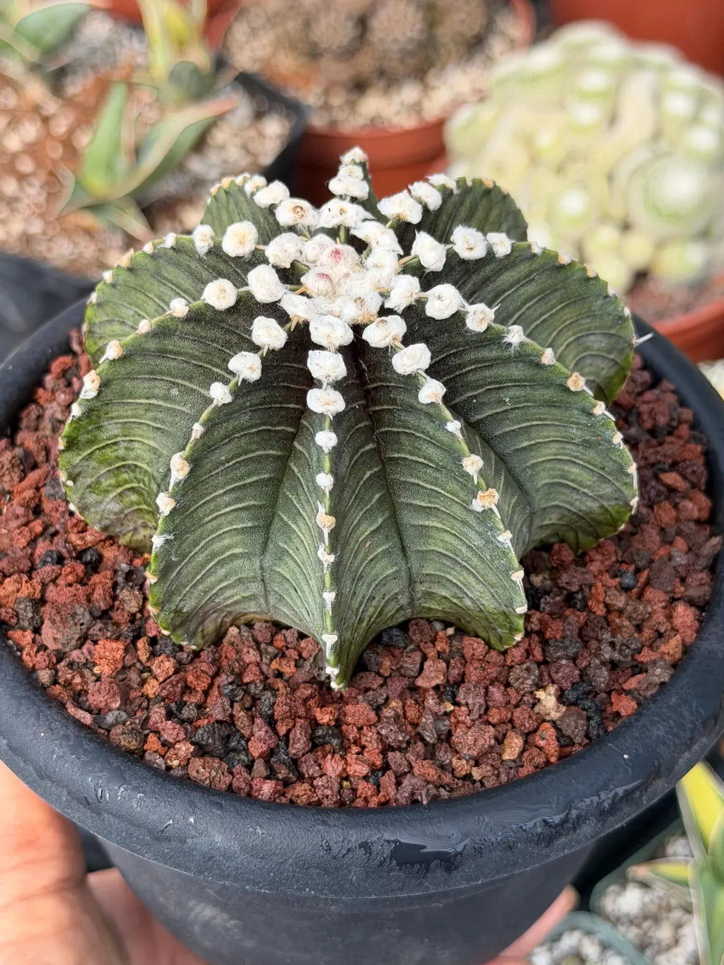 Gymnocalycium VOS1241 Rare Collector Cactus #813 – WYSIWYG