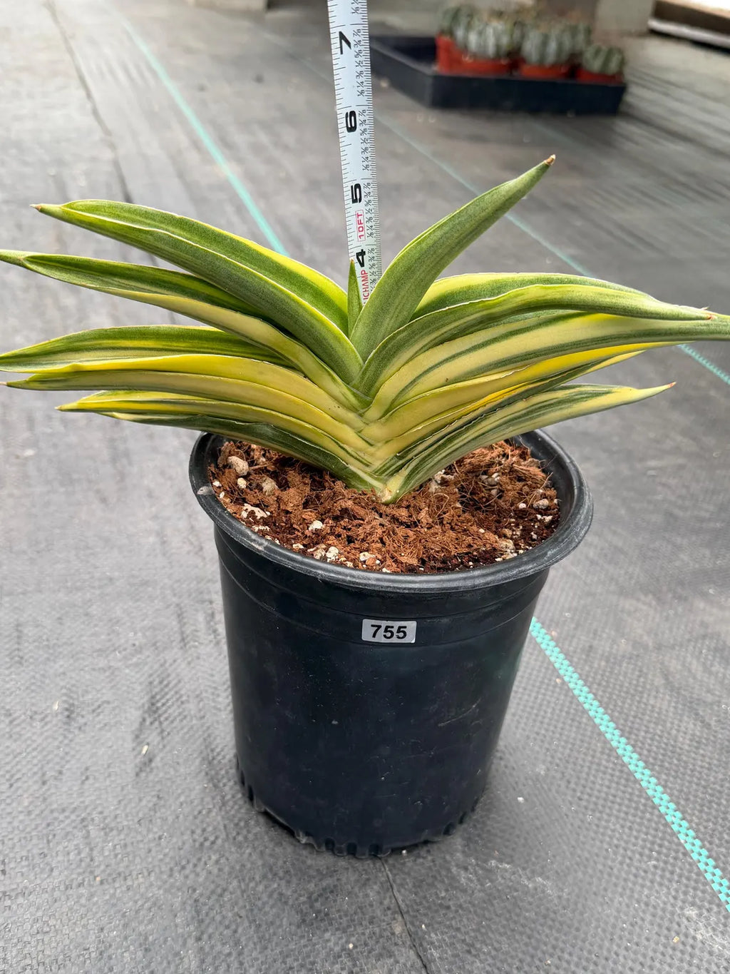 Variegated Sansevieria Suriyothai Live Plant #755