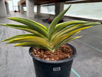 Variegated Sansevieria Suriyothai Live Plant #755