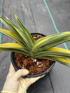 Variegated Sansevieria Suriyothai Live Plant #755