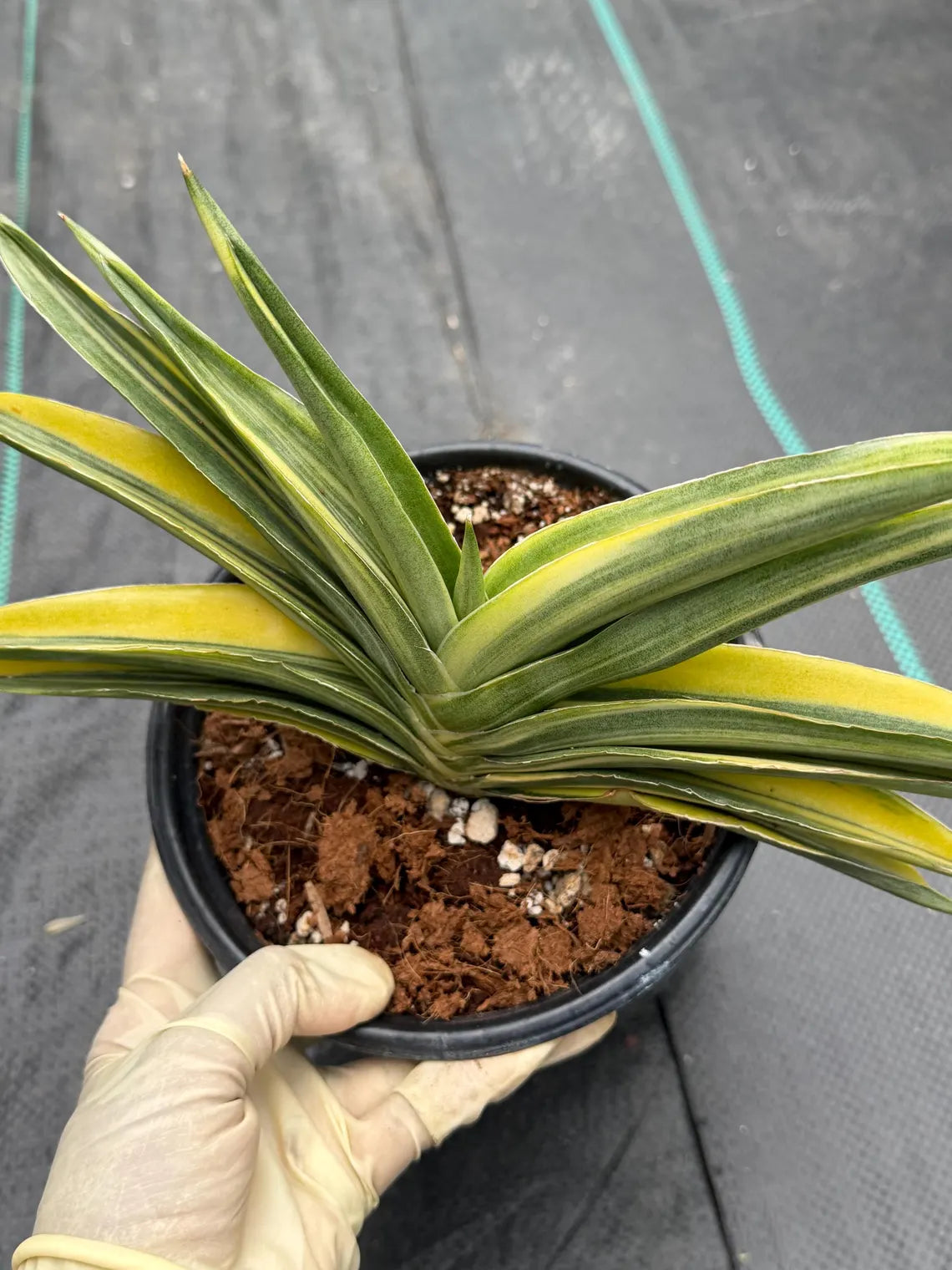 Variegated Sansevieria Suriyothai Live Plant #755