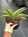 Variegated Sansevieria Suriyothai Live Plant #755
