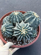 Ferocactus glaucescens inermis cluster – Rare live cactus specimen for collectors