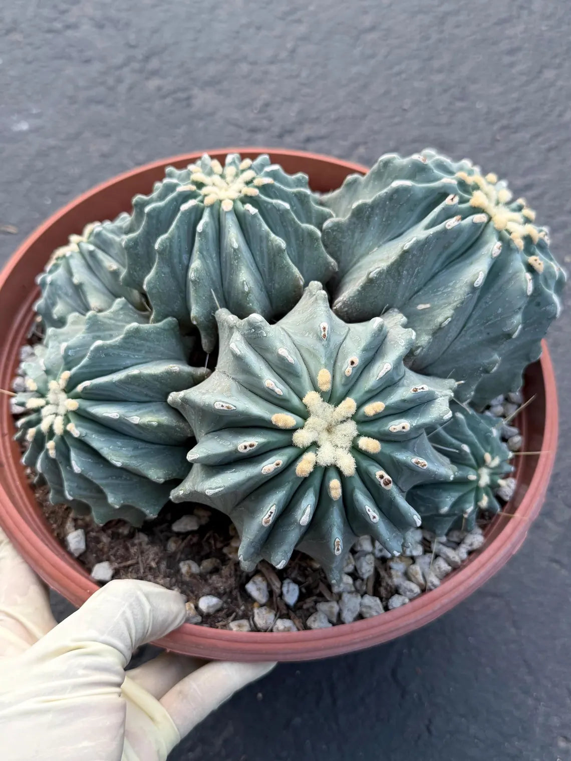 Ferocactus glaucescens inermis cluster – Rare live cactus specimen for collectors