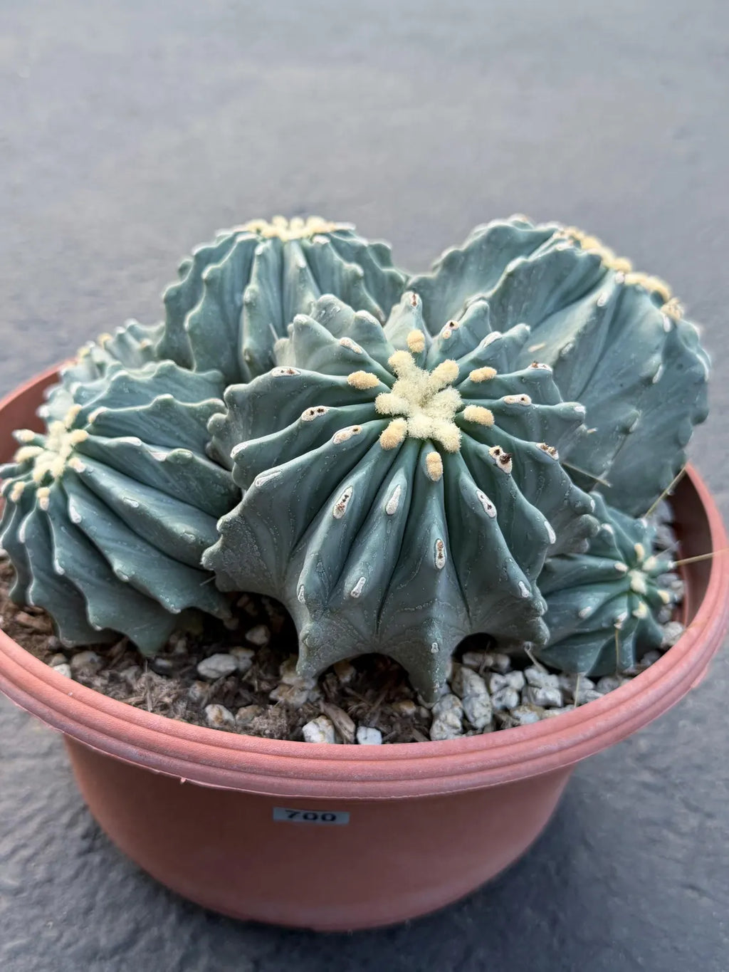 Ferocactus glaucescens inermis cluster – Rare live cactus specimen for collectors