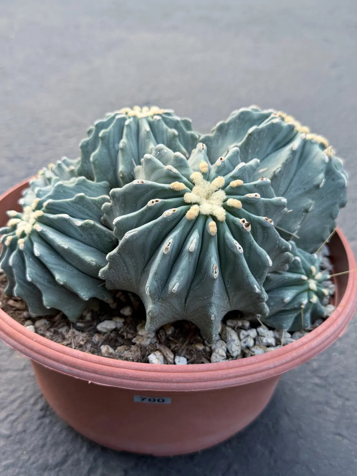 Ferocactus glaucescens inermis cluster – Rare live cactus specimen for collectors