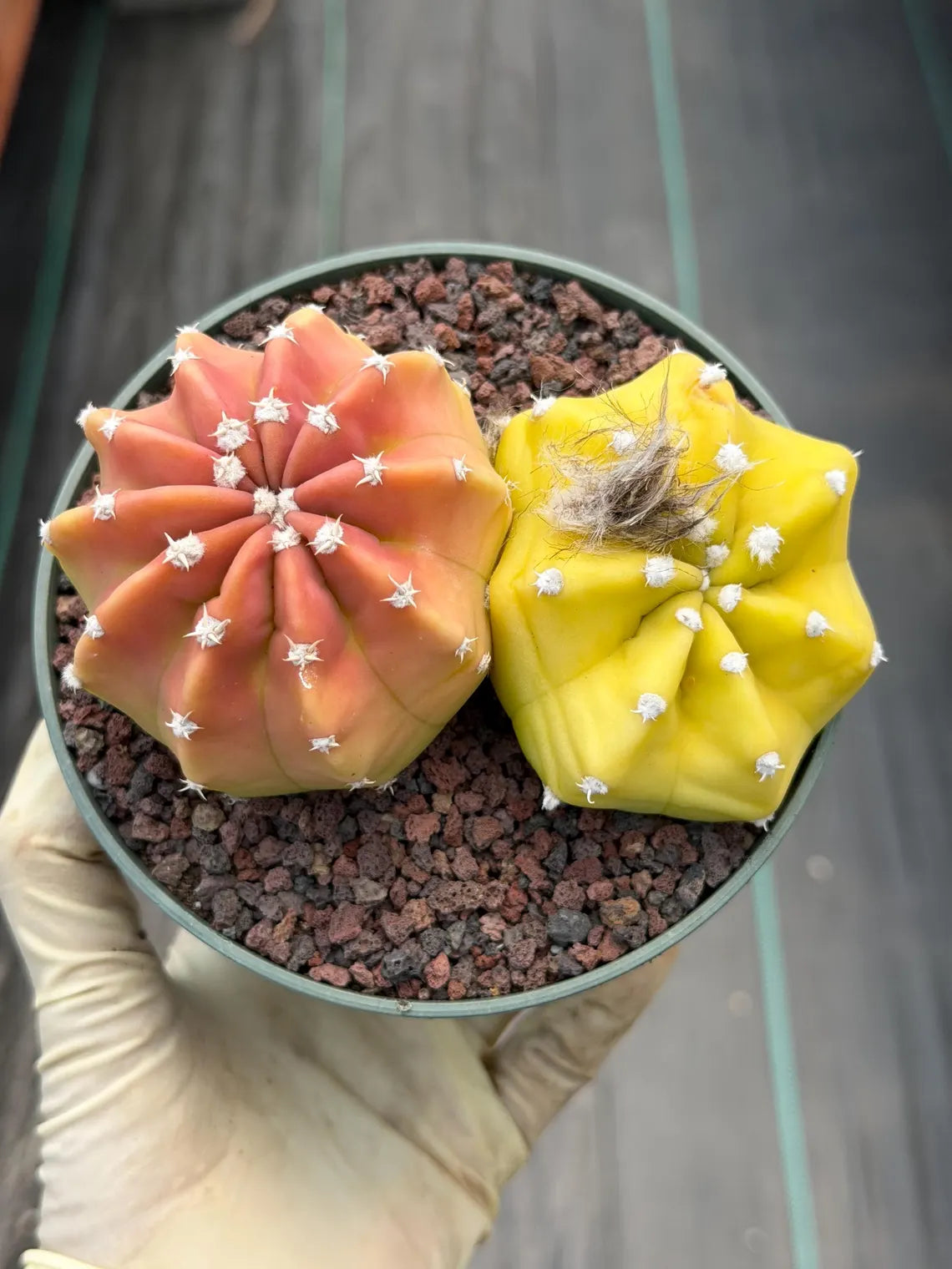 Sun-Stressed Domino Cactus | Seed Grown Live Cactus #756