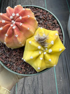 Sun-Stressed Domino Cactus | Seed Grown Live Cactus #756
