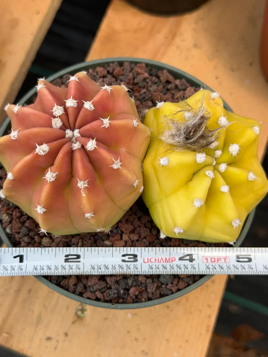 Sun-Stressed Domino Cactus | Seed Grown Live Cactus #756
