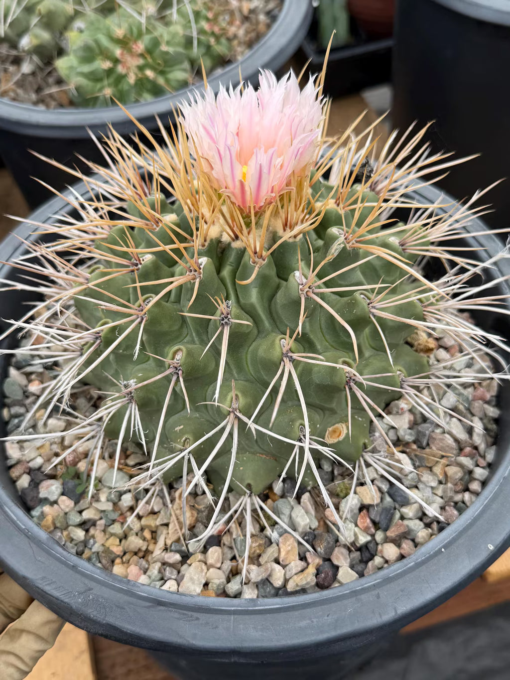 Thelocactus Rinconensis Live Cactus – Rare Seed-Grown Plant #795