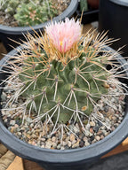 Thelocactus Rinconensis Live Cactus – Rare Seed-Grown Plant #795