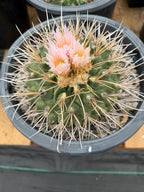 Thelocactus Rinconensis Live Cactus – Rare Seed-Grown Plant #795