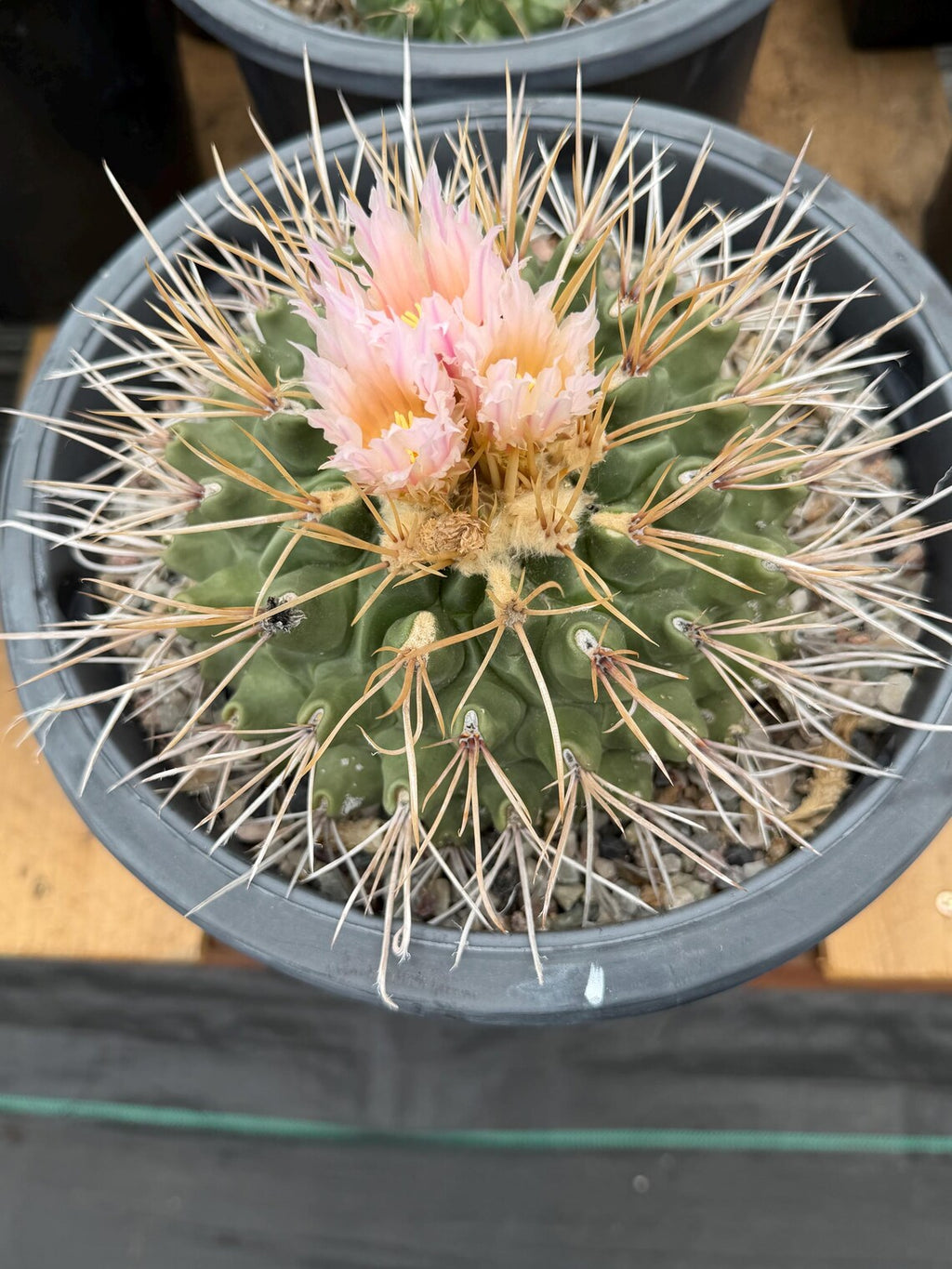 Thelocactus Rinconensis Live Cactus – Rare Seed-Grown Plant #795