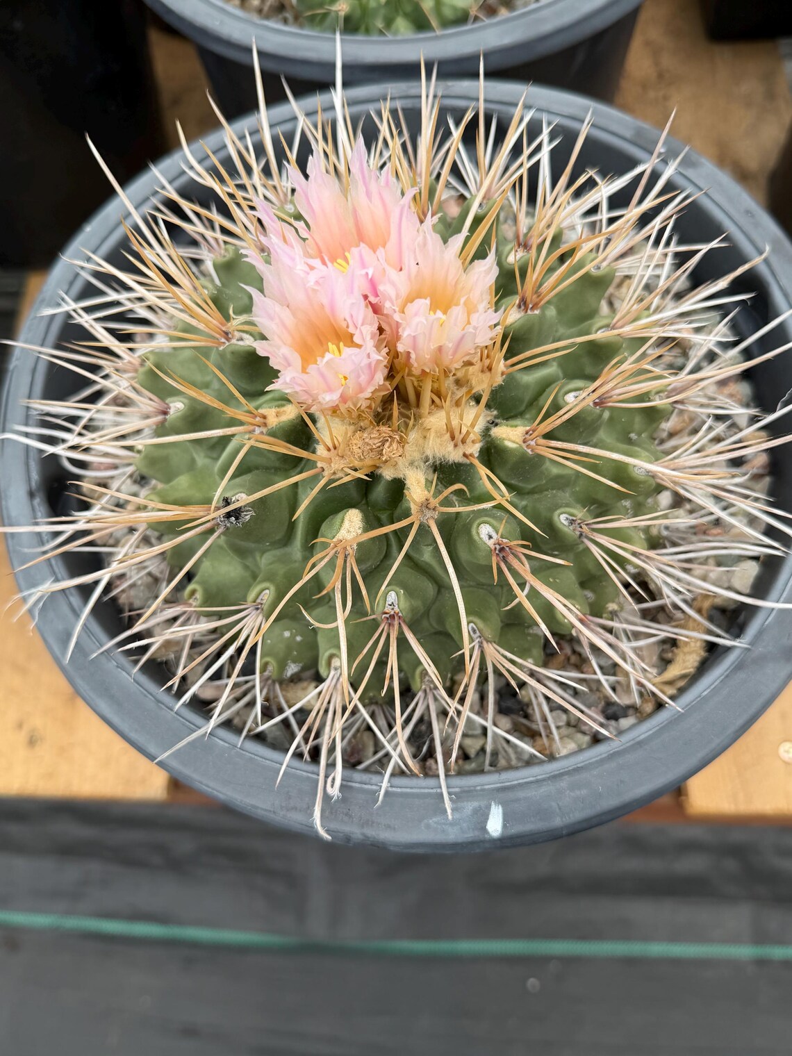 Thelocactus Rinconensis Live Cactus – Rare Seed-Grown Plant #795