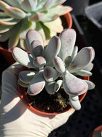 Close-up of a potted succulent plant held by a gloved hand.