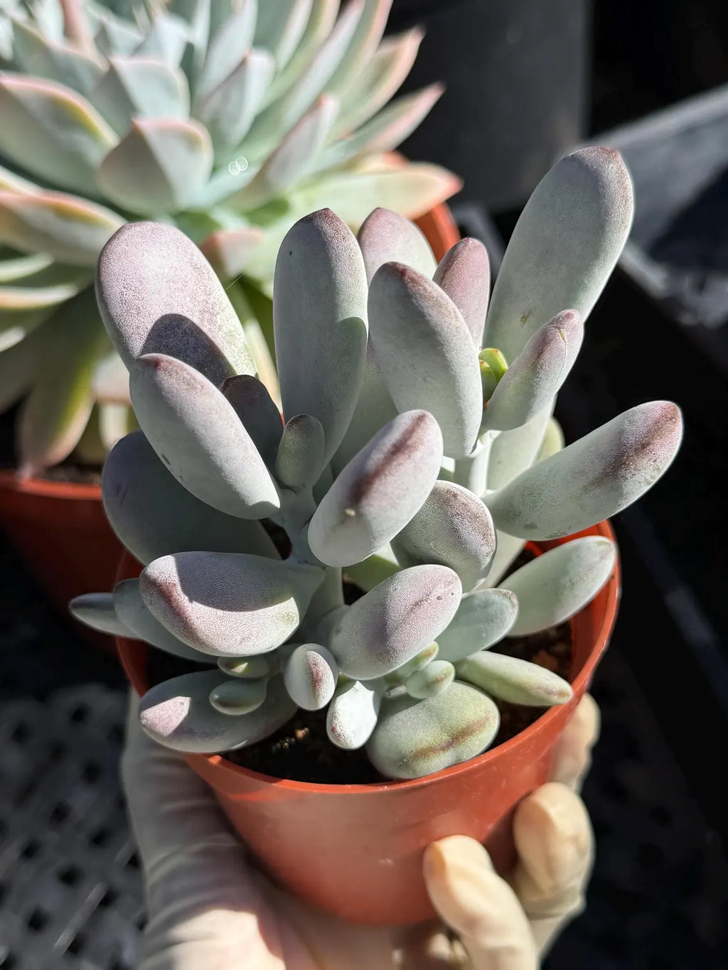 Potted succulent plant held by a hand with a blurred background