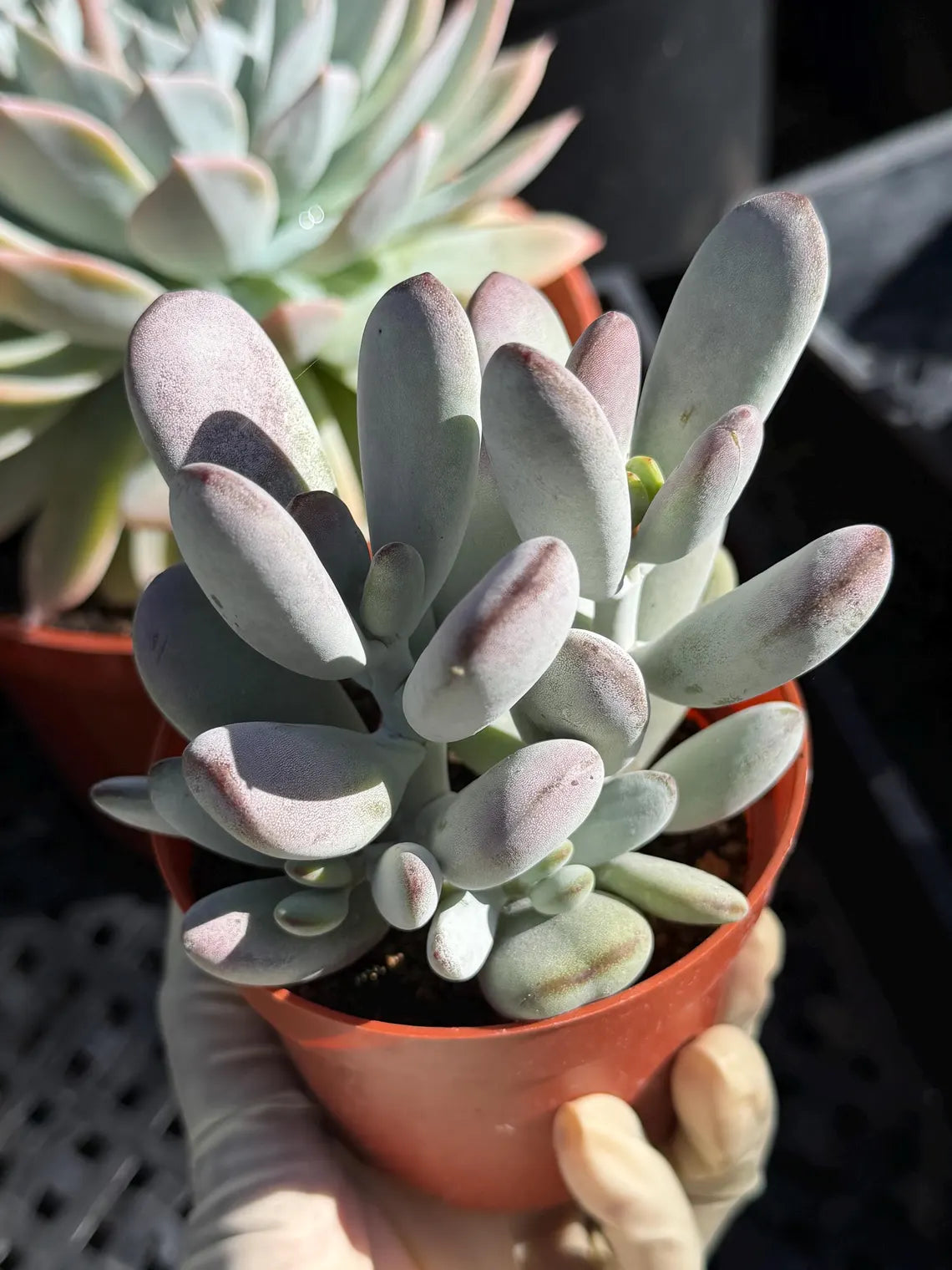 Potted succulent plant held by a hand with a blurred background
