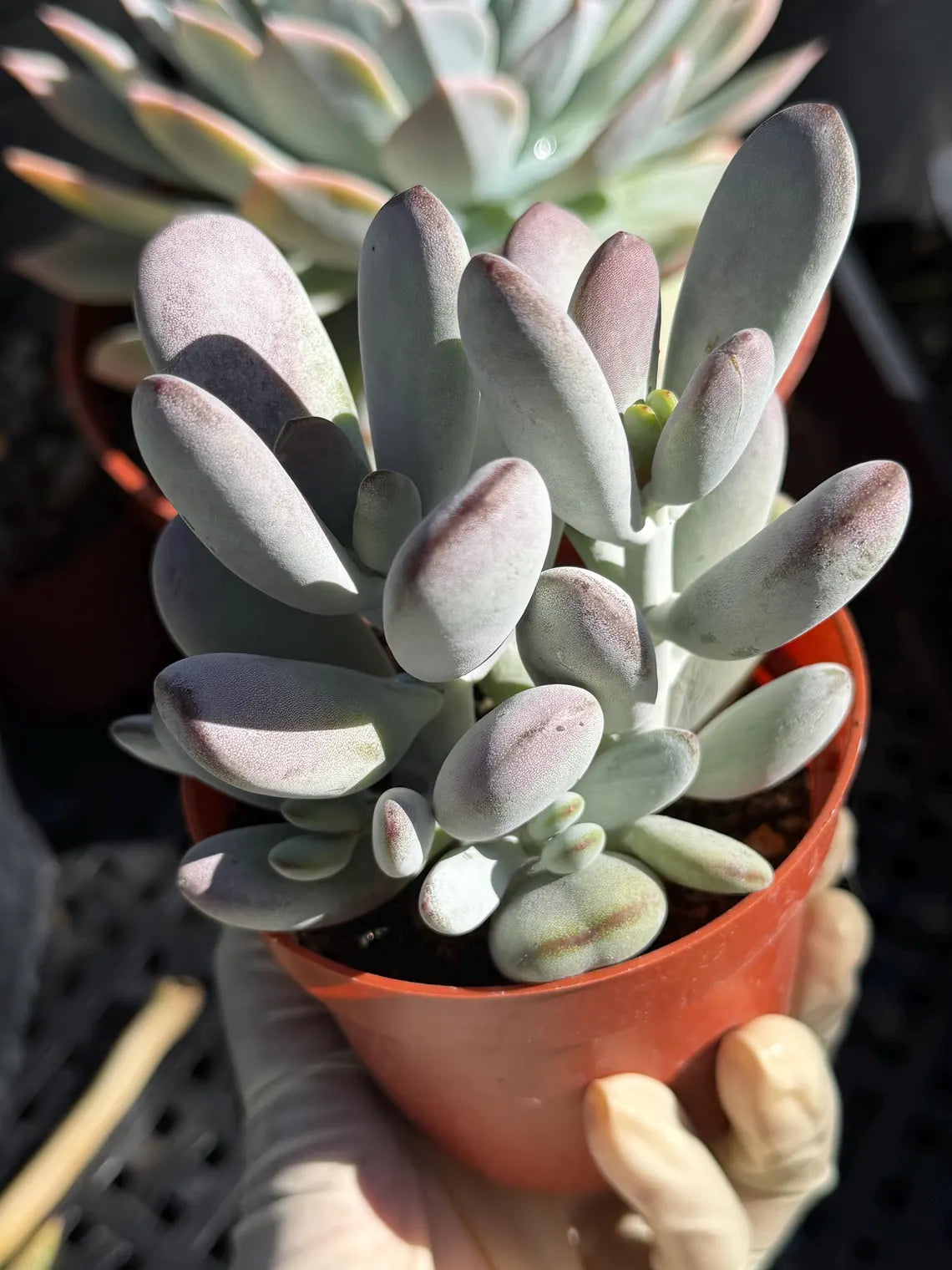 Potted succulent plant held by a hand with a blurred background