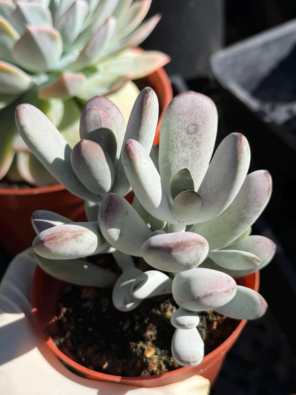 Potted succulent plant with a blurred background