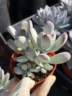 Person holding a potted succulent plant with other plants in the background