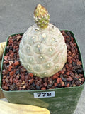 Tephrocactus Geometricus Cluster #778| Rare Live Cactus