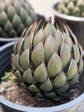 Mangave Praying Hand Cactus – Easy Care Succulent, Rare Plant Gift