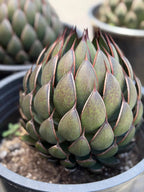 Mangave Praying Hand Cactus – Easy Care Succulent, Rare Plant Gift