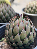 Mangave Praying Hand Cactus – Easy Care Succulent, Rare Plant Gift