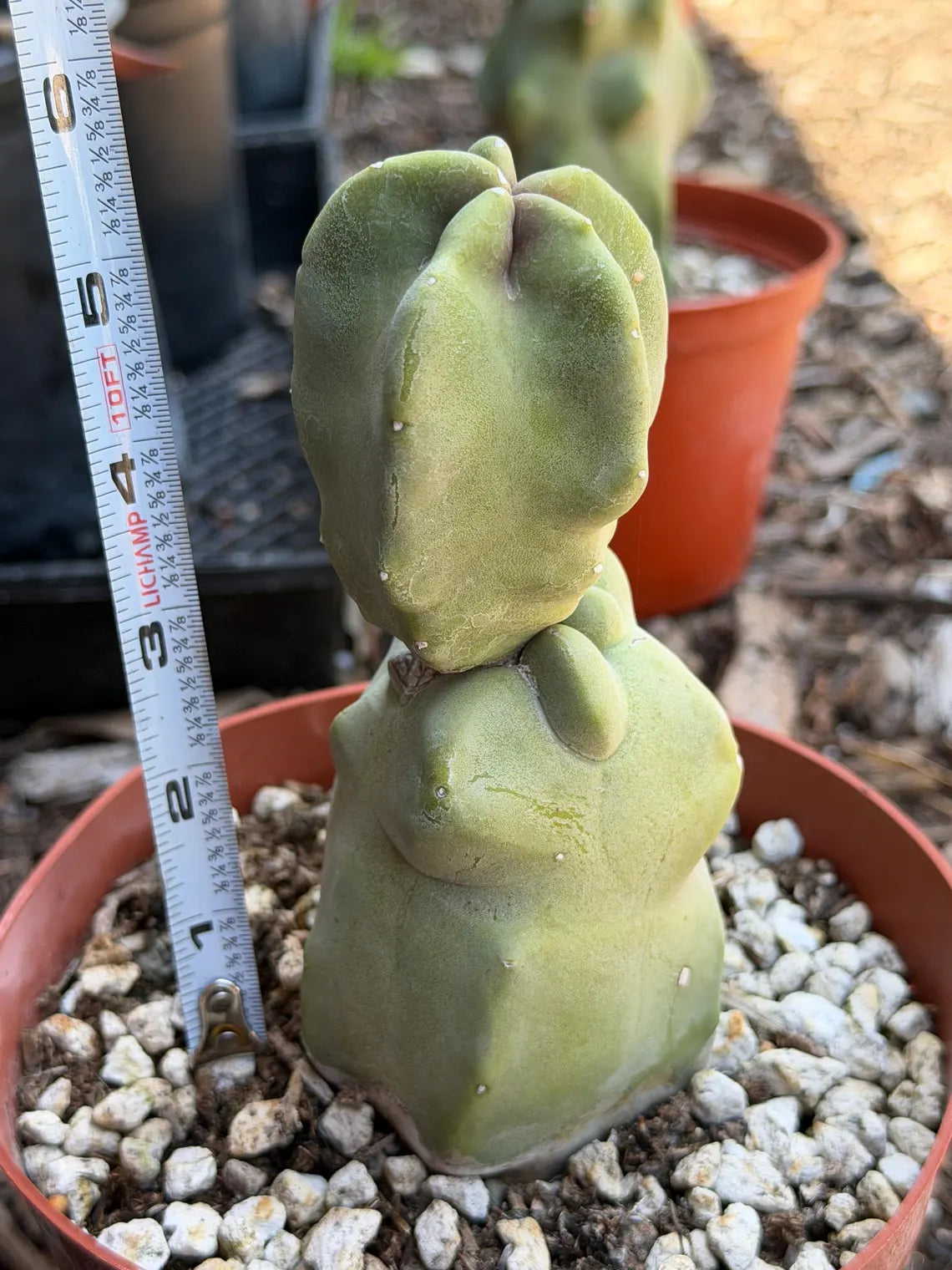 Totem Pole Cactus – Rare Live Cactus Plant | Exact Specimen