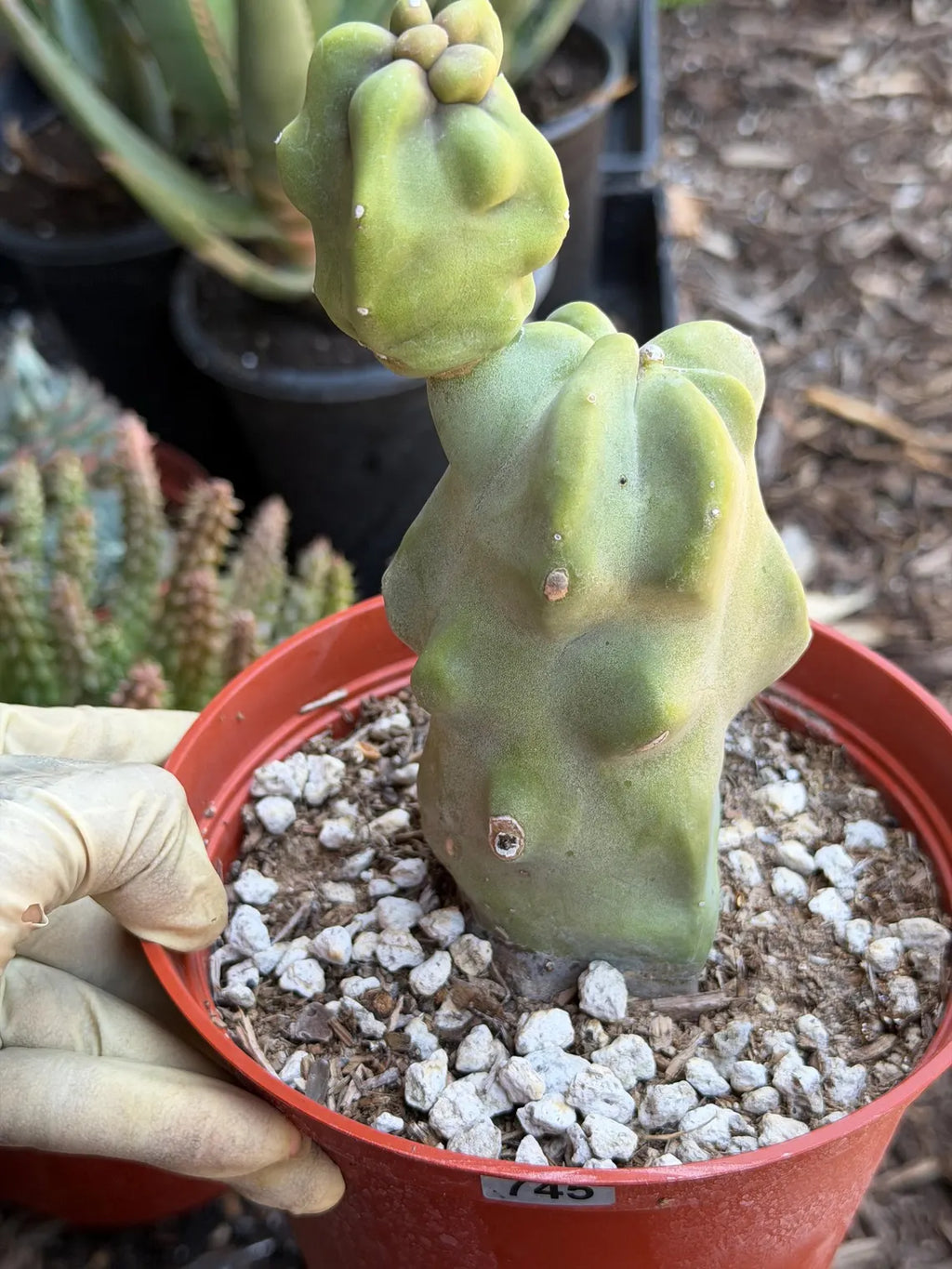 Totem Pole Cactus – Rare Live Cactus Plant | Exact Specimen