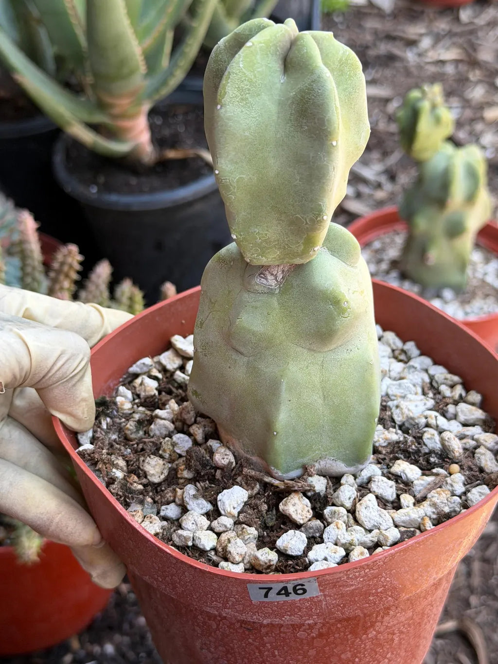 Totem Pole Cactus Live Specimen #746